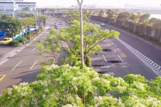 紫色微醺3月天　500株苦楝內湖堤頂開派對