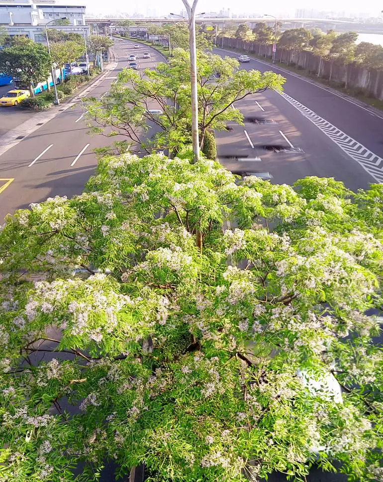 紫色微醺3月天　500株苦楝內湖堤頂開派對