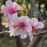 粉紅花海浪漫登場　大安森林公園大漁櫻柔情似水