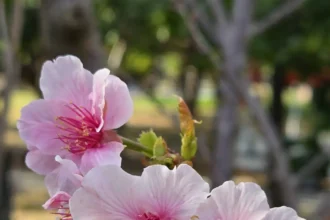 粉紅花海浪漫登場　大安森林公園大漁櫻柔情似水