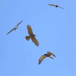 2026鷹揚八卦賞鷹活動 「八卦松林大角頭」