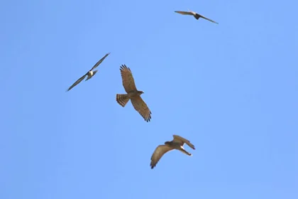 2026鷹揚八卦賞鷹活動 「八卦松林大角頭」