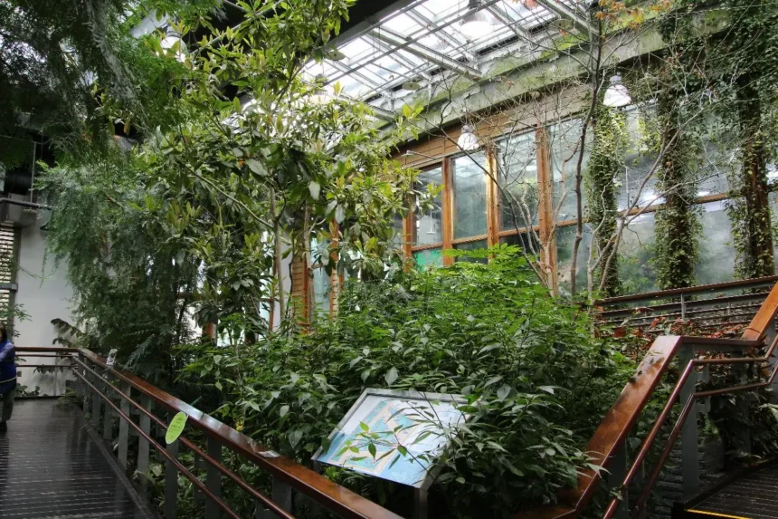 本尊長這樣　臺北典藏植物園秀國寶級造林樹種