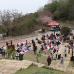 櫻為你—2026 馬祖山海櫻花健走 勝天公園櫻花樹下野餐 擁抱「山海戀」景致 享受慢活春日