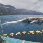 花蓮定置漁場驚見鬚鯨死亡個體　海保署啟動解剖釐清死因