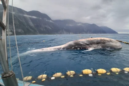 花蓮定置漁場驚見鬚鯨死亡個體　海保署啟動解剖釐清死因