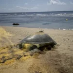 氣候變遷下小琉球罕見　海龜冬季低溫卵窩　有望成為海龜雄性稚龜的重要來源