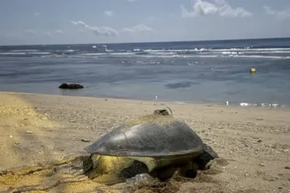 氣候變遷下小琉球罕見　海龜冬季低溫卵窩　有望成為海龜雄性稚龜的重要來源