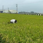 稻米安全管理制度　築起四道防線　守護全民餐桌