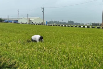 稻米安全管理制度　築起四道防線　守護全民餐桌
