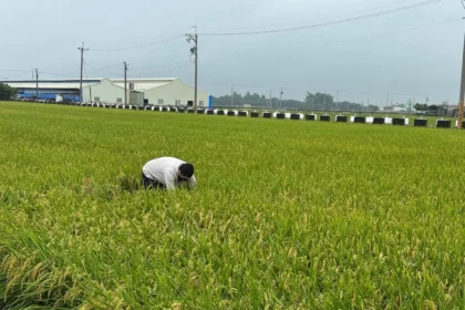 稻米安全管理制度　築起四道防線　守護全民餐桌
