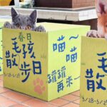 高雄大立推雙主題活動　串聯寵物友善與城市運動風潮