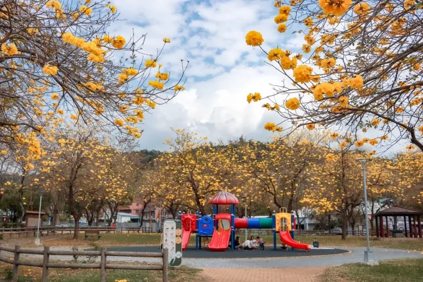 黃花風鈴木盛開！台中春日限定金黃花海　民眾搶拍美照