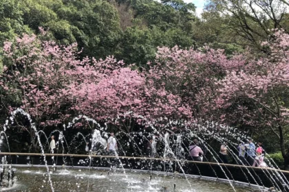 別等到花兒都謝了！陽明山花季39天花卉盛宴近尾聲
