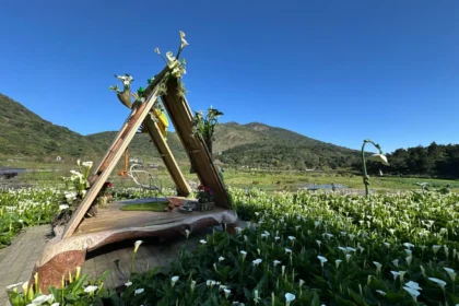 春日限定美景！竹子湖海芋季盛大開幕　雪白花海如音符搖曳