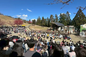 春遊清境騎馬看綿羊　再訪梅峰花海兩日遊