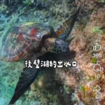 海水正藍 氣候宜人　快來墾丁和海龜同遊浮潛吧