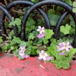 野花鬧春天　北市街道公園限定小人國花景