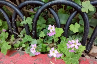 野花鬧春天　北市街道公園限定小人國花景