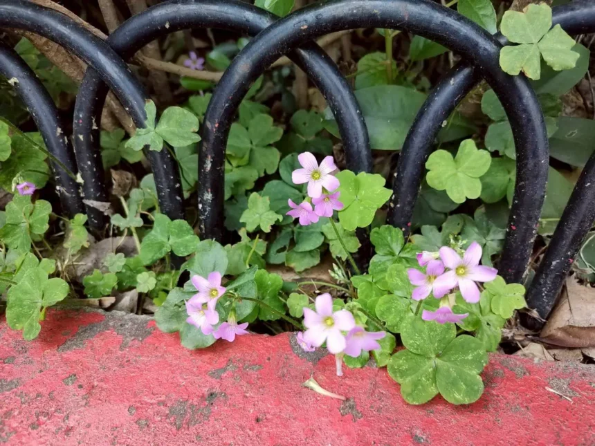 野花鬧春天　北市街道公園限定小人國花景