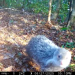 南港公園出現神祕住客　野生動物給您意外驚喜