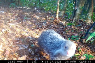 南港公園出現神祕住客　野生動物給您意外驚喜