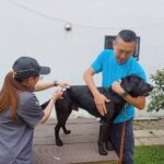 台中市搜救犬與警犬完成疫苗注射　強化動物防疫與公共安全