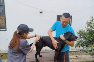 台中市搜救犬與警犬完成疫苗注射　強化動物防疫與公共安全