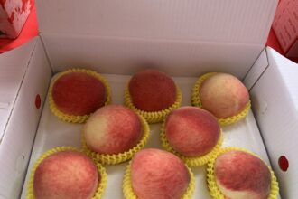 太平區優質水蜜桃果品評鑑競賽　農友柯聰明勇奪冠軍成為平地水蜜桃達人