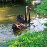 台中后里環保公園蓮花盛開　嬌客黑天鵝神秘登場