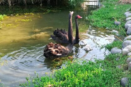 台中后里環保公園蓮花盛開　嬌客黑天鵝神秘登場