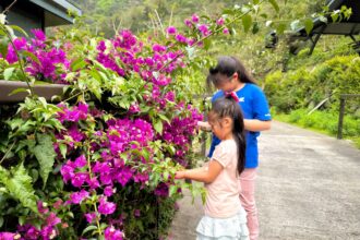 阿里山腳下親子賞螢熱點　美食×體驗×夜間生態一次玩