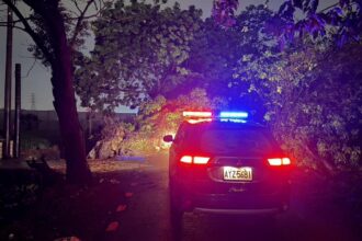 風雨無阻　北斗暖警即時排除路樹倒塌　守護用路人安全