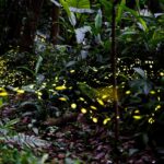 新北推46處賞螢秘境全攻略　絕美「螢」河追起來