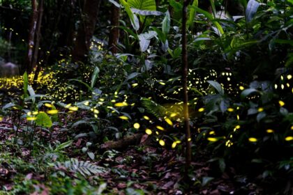 新北推46處賞螢秘境全攻略　絕美「螢」河追起來