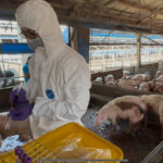 彰化縣查獲兩場違法廚餘養豬　依法重罰、移動管制並取消申請補助資格