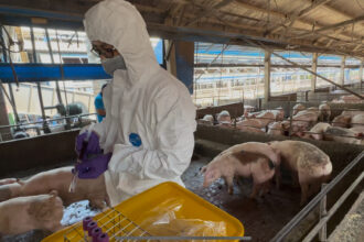 彰化縣查獲兩場違法廚餘養豬　依法重罰、移動管制並取消申請補助資格