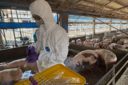 彰化縣查獲兩場違法廚餘養豬　依法重罰、移動管制並取消申請補助資格