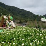 竹子湖海芋最佳賞花期至4月底　把握兩個週末衝一波