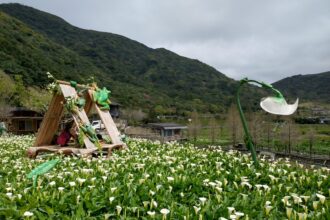 竹子湖海芋最佳賞花期至4月底　把握兩個週末衝一波
