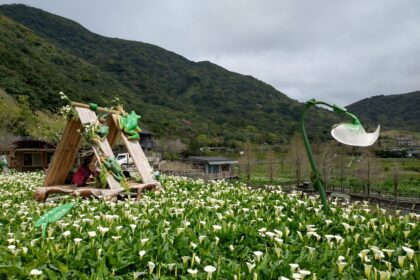 竹子湖海芋最佳賞花期至4月底　把握兩個週末衝一波