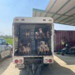 嘉縣近期查獲兩起犬隻疑遭割聲帶案　已移送偵辦