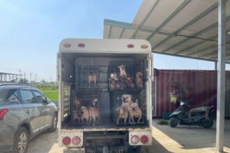 嘉縣近期查獲兩起犬隻疑遭割聲帶案　已移送偵辦