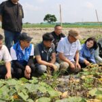 二崙西瓜4月初豪雨災損  雲縣府會勘建請中央救助