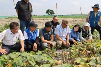 二崙西瓜4月初豪雨災損  雲縣府會勘建請中央救助