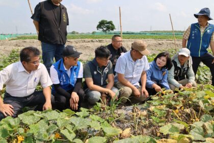 二崙西瓜4月初豪雨災損  雲縣府會勘建請中央救助