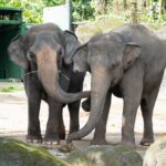 亞洲象、非洲象互求「臭味相投」　認識氣味減敏中