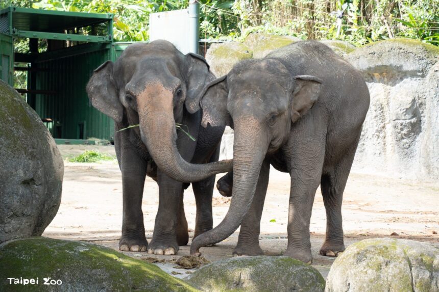 亞洲象、非洲象互求「臭味相投」　認識氣味減敏中