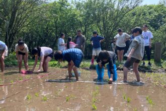 北市湖田實小插秧體驗　孩子彎腰下田感受農耕之美