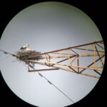 首度記錄瀕危東方白鸛在台野外繁殖　濁水溪從揚塵河川到蛻變生態廊道